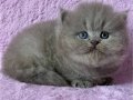 Çiçeğimiz Gri British Longhair