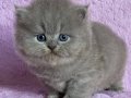 Çiçeğimiz Gri British Longhair