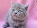 Ayı Surat Gri British Shorthair