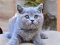 Tontiş Yanaklı Gri British Shorthair