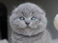 Duman Grisi Scottish Fold Shorthair