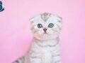 Asil Soydan NS24 Scottish Fold Shorthair