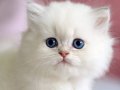 Benzeri Olmayan NS1133 British Longhair