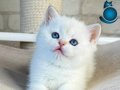Bembeyaz Top Kafa Yavrumuz NS1133 British Shorthair