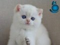 En Sakin Yavrulardan NS1133  British Shorthair