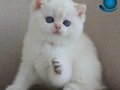 En Sakin Yavrulardan NS1133  British Shorthair
