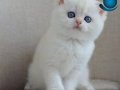 En Sakin Yavrulardan NS1133 British Shorthair