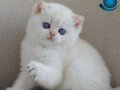 En Sakin Yavrulardan NS1133 British Shorthair