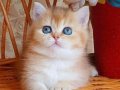 Dünya Harikası Golden British Shorthair