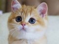 Emsalsiz Güzellikte Golden NY11 British Shorthair