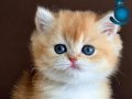 Kusursuz Güzelliğiyle Golden NY12 British Shorthair