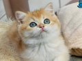Parıldayan Golden Ny12 British Shorthair
