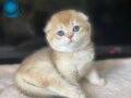 Üstün Kalite Top Kafa Golden NY12 Scottish Fold Shorthair