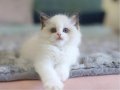 Türkiye'nin En Kaliteli Yavrusu Ragdoll