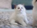 Türkiye'nin En Kaliteli Yavrusu Ragdoll