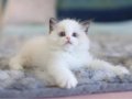 Türkiye'nin En Kaliteli Yavrusu Ragdoll