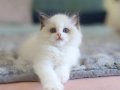 Türkiye nin En Değerli Kedisi Ragdoll