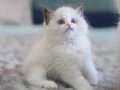 Türkiye nin En Değerli Kedisi Ragdoll