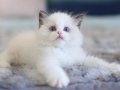Türkiye nin En Değerli Kedisi Ragdoll