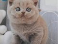 En Özel Lilac British Shorthair 
