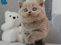 En Özel Lilac British Shorthair 