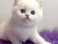 Biricik Mavi Göz NS1133 British Shorthair 