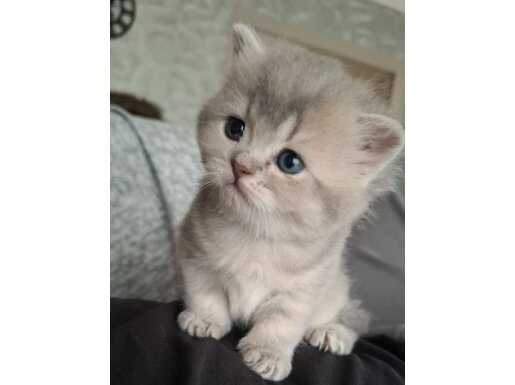 British Shorthair Yavrular