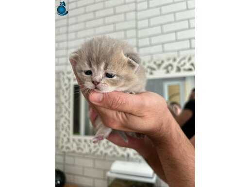 British Shorthair 