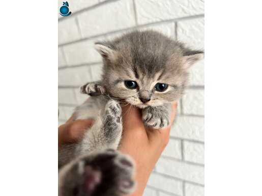 Yavru British Shorthair