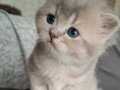 British Shorthair Yavrular