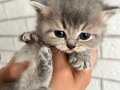 Yavru British Shorthair