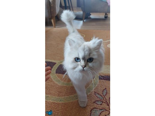 Avcı fakat prenses :)