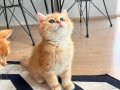 Safkan Britsh Shorthair Golden Ny12 