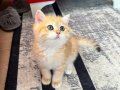 Safkan Britsh Shorthair Golden Ny12 