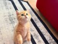 Safkan Britsh Shorthair Golden Ny12 