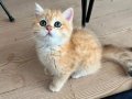 Safkan Britsh Shorthair Golden Ny12 
