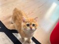 Safkan Britsh Shorthair Golden Ny12 