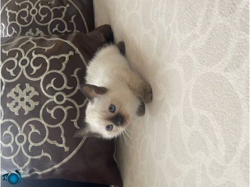 2 YAŞIDA SİYAM KEDİSİ CANA YAKIN