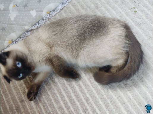 1 yaş dişi Saf ırk scottish fold