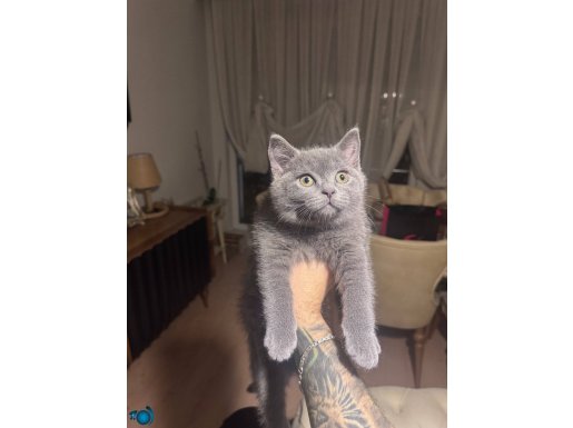 2.5 aylık erkek yavru