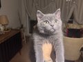 2.5 aylık erkek yavru