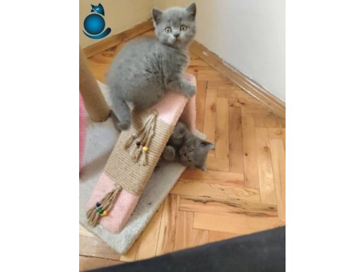 Duman grisi iki tane british yavru kedi 