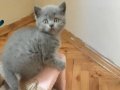 Duman grisi iki tane british yavru kedi 