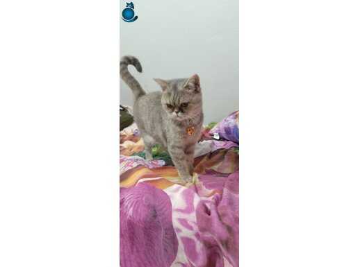 çok uslu ve sakin bir kedi ücretsiz sahiplendirme