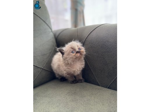 Egzotiklonghair yavrularımız rezerveye açıktır.