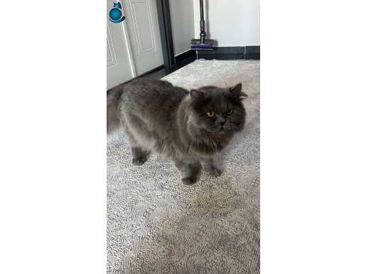 Evcil kedi 