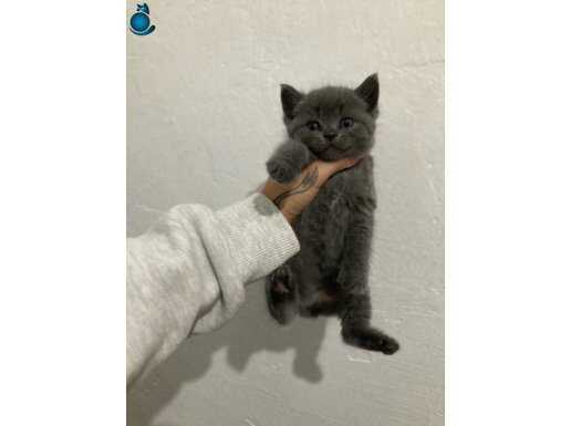 2 aylıktan küçük British Shorthair Erkek