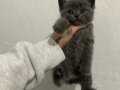2 aylıktan küçük British Shorthair Erkek
