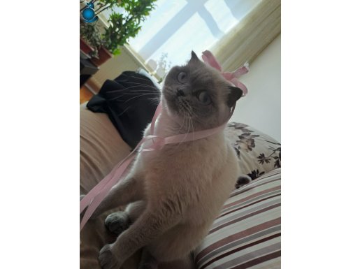 Kedim sütlaca tarcın olmak için beklemektedir