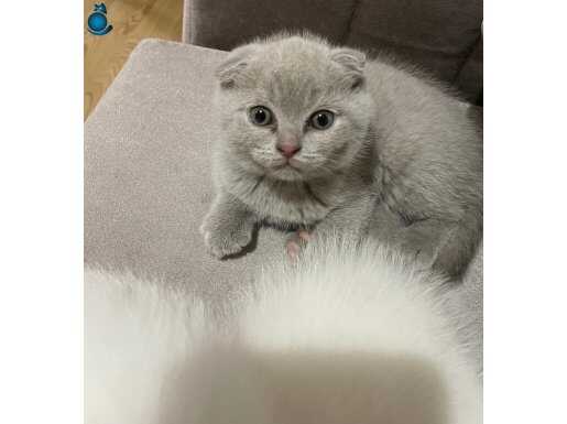 Scottish fold yavrularımız